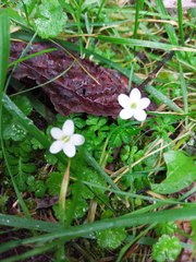 Ellisiophyllum pinnatum