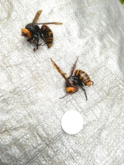Vespa mandarinia japonica