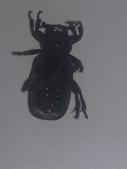 Genuchinus velutinus