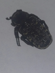 Genuchinus velutinus