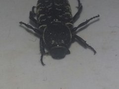 Genuchinus velutinus