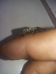 Genuchinus velutinus