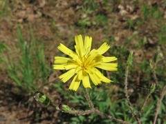 Hieracium marianum