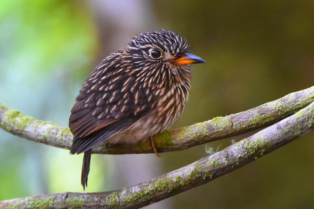 Puffbirds