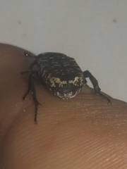 Genuchinus velutinus