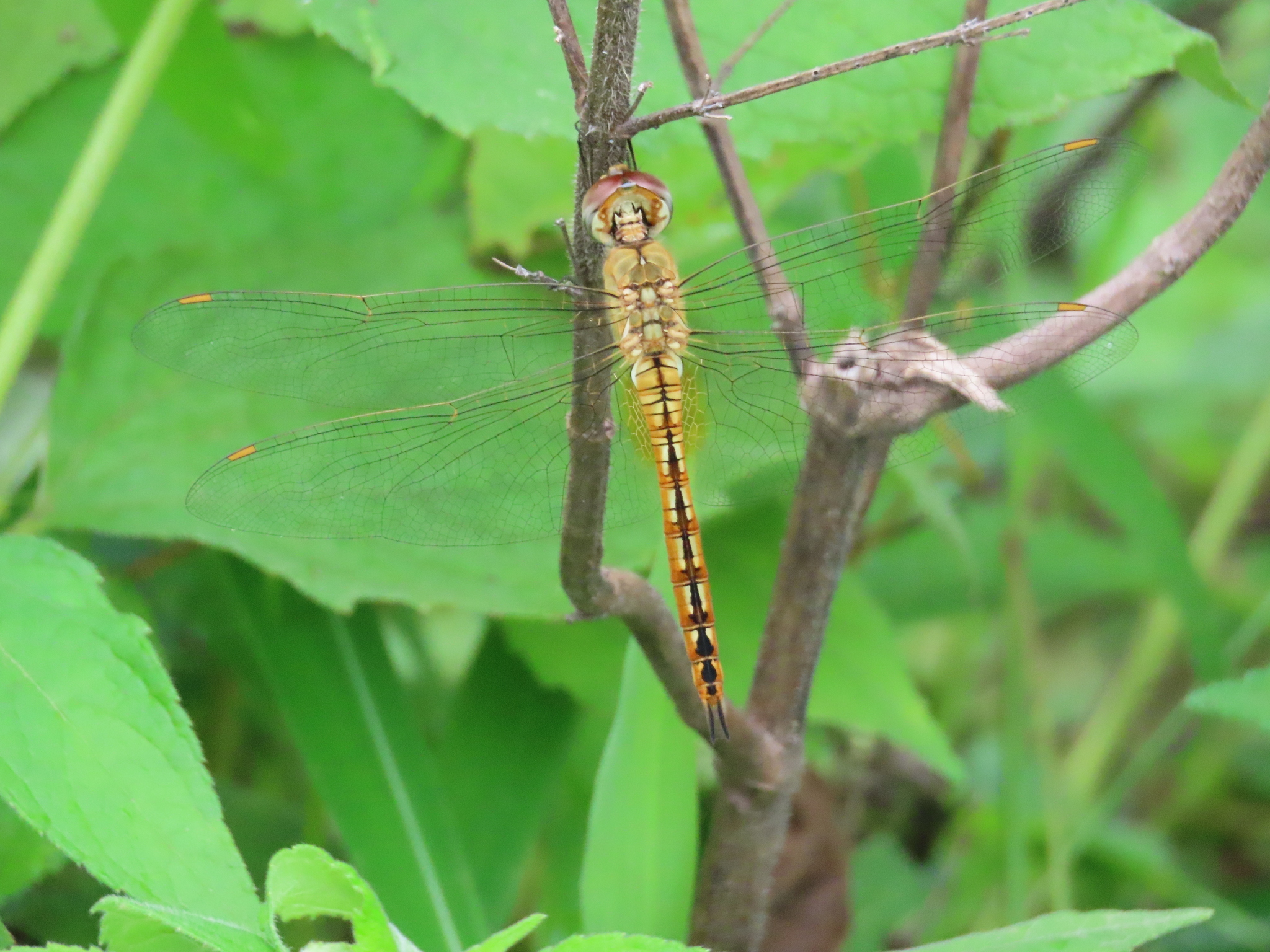 Globe Skimmer