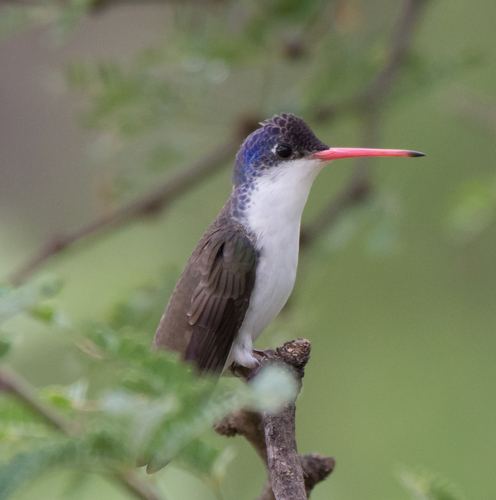 Violet-crowned Hummingbird