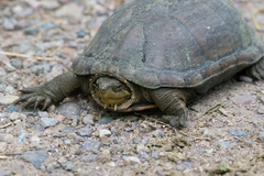 Kinosternon sonoriense