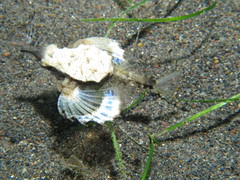 Eurypegasus draconis