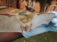 Pseudoromicia rendalli