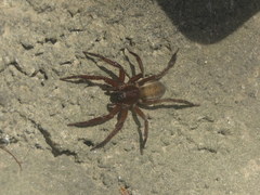 Asthenoctenus borellii