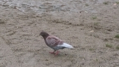 Columba livia domestica