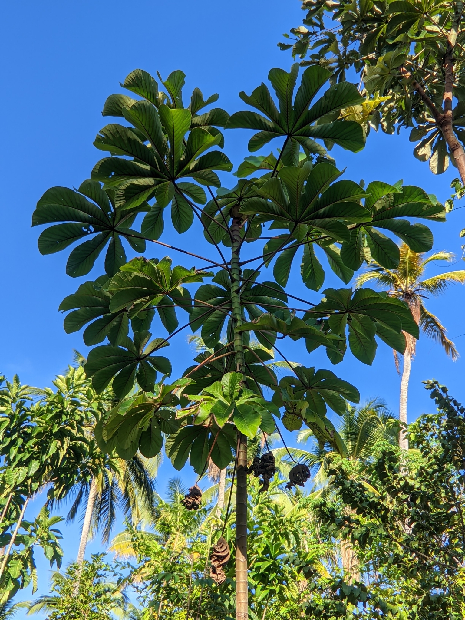 Cecropia palmata