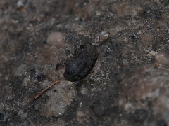 Opatrini
