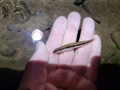 Etowah Bridled Darter photo 2