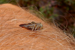 Telamonini