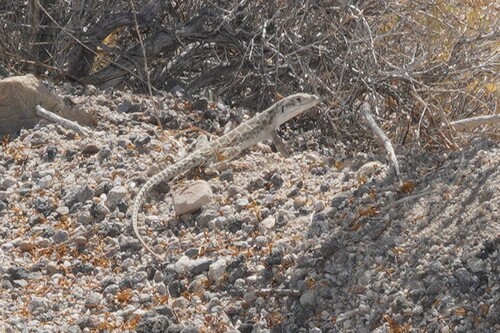 iNaturalist observation photo of Long-nosed Leopard Lizard
