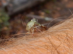 Telamonini
