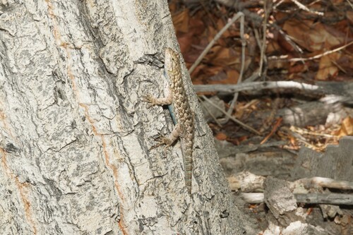 iNaturalist observation photo of Great Basin Fence Lizard