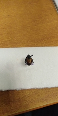 Anisoplia austriaca