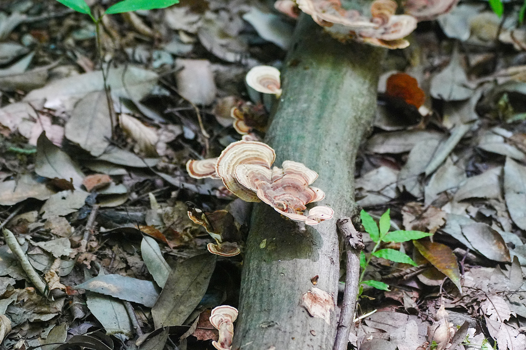 Microporus affinis · July 2025 · photo: © tbc_watanabe (iNaturalist, cc-by-sa)