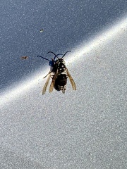 Dolichovespula maculata