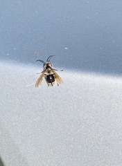 Dolichovespula maculata