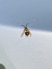 Dolichovespula maculata