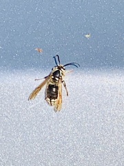 Dolichovespula maculata
