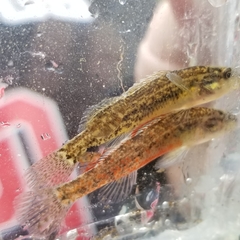 Etheostoma nuchale