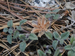 Monardella nana leptosiphon