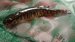Umbra limi