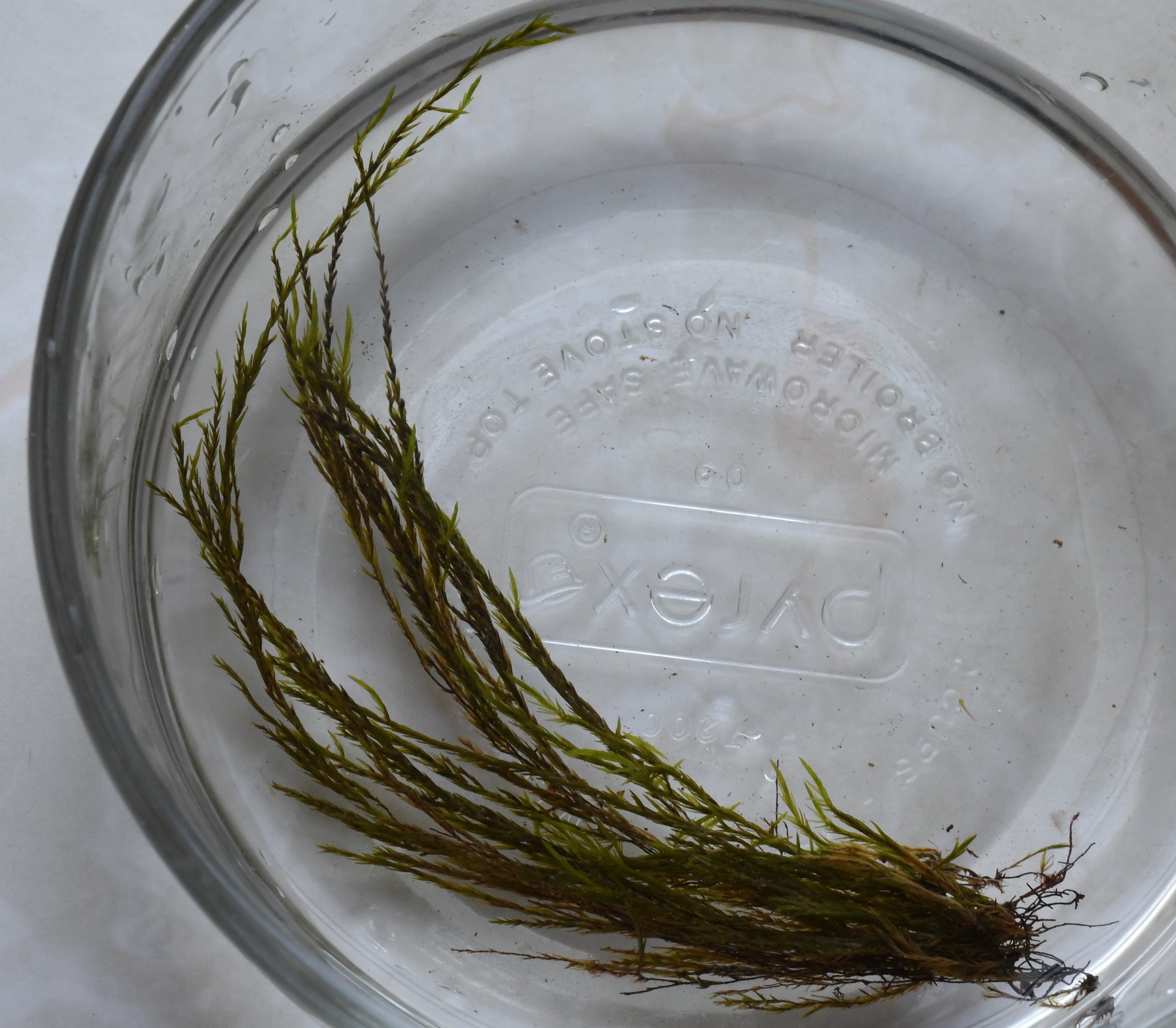 Fontinalis welchiana