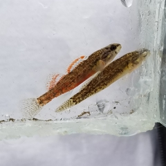 Etheostoma nuchale