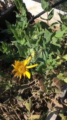 Helianthus mollis