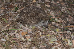 Erinaceus roumanicus