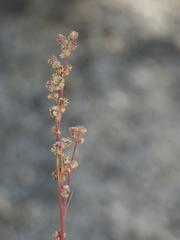 Chenopodium atrovirens
