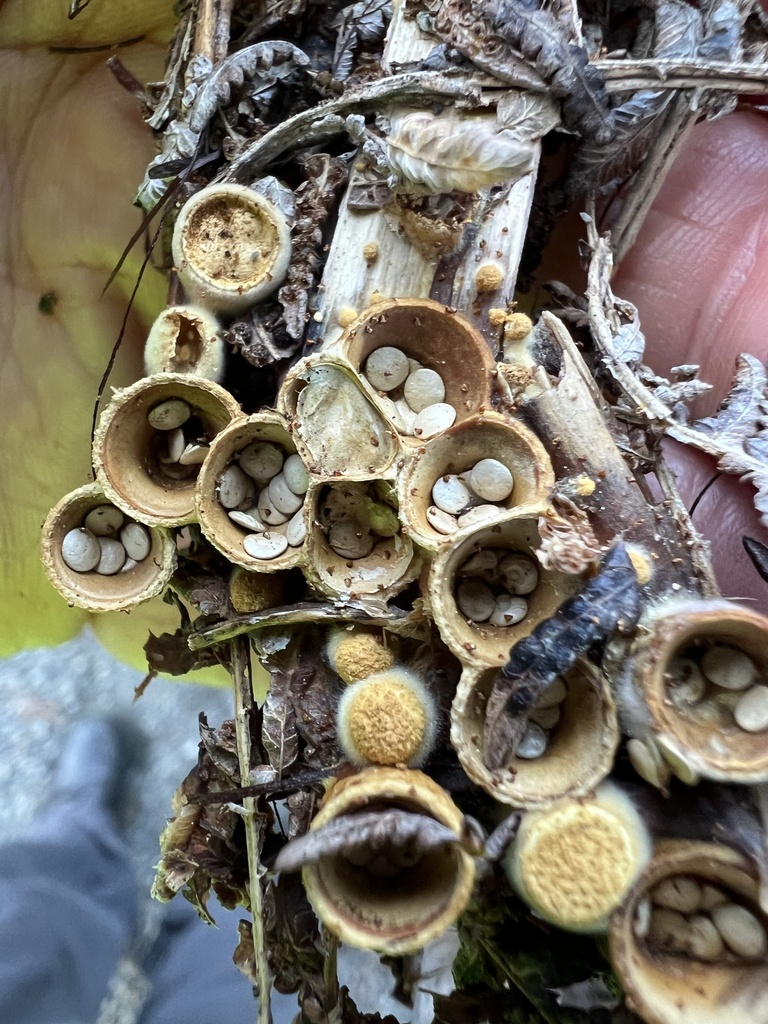 Crucibulum simile · July 2025 · photo: © davidorlovich (iNaturalist, cc-by)
