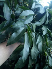 Platymiscium dimorphandrum