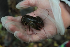 Austropotamobius torrentium