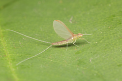 Cloeon bengalense