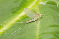 Cloeon bengalense
