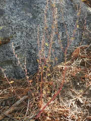 Chenopodium atrovirens