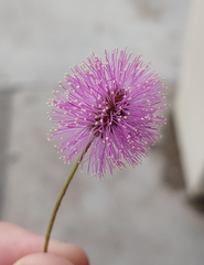 Mimosa strigillosa