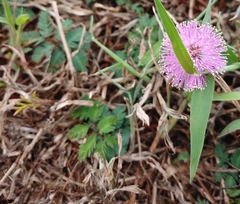 Mimosa strigillosa