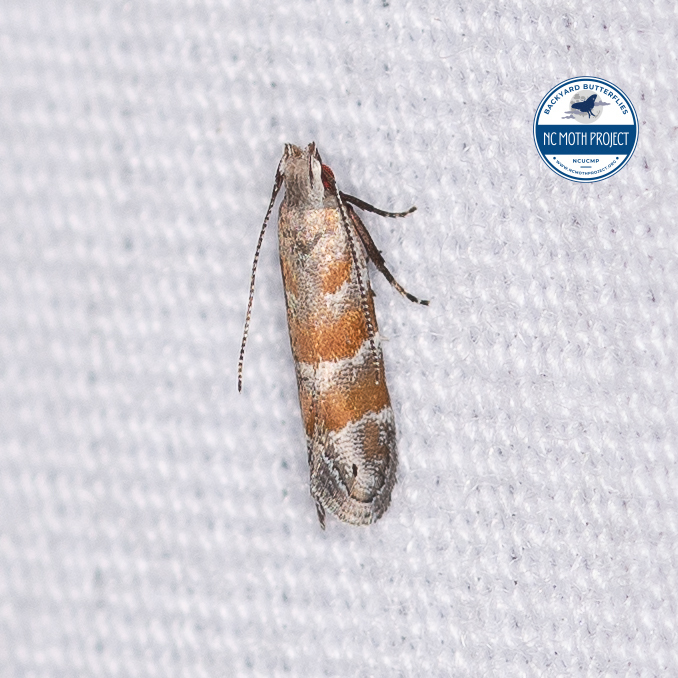 Battaristis vittella