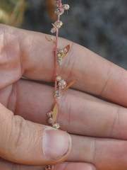 Chenopodium atrovirens