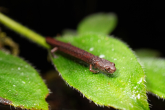 Cerro Pozo de Agua Moss Salamander photo 4