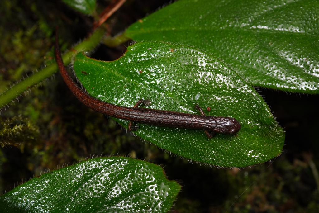 Cerro Pozo de Agua Moss Salamander