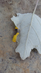 Phyllonorycter pastorella